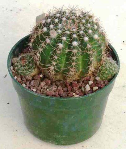 Notocactus_megapotamicus